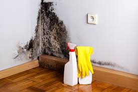 Environmental Consulting for Mold Prevention in Dixon, IL